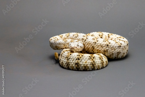 White Speckled Rattlesnake Isolated on a Grey Background