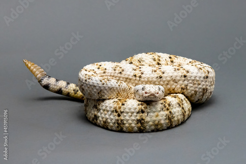 White Speckled Rattlesnake Isolated on a Grey Background