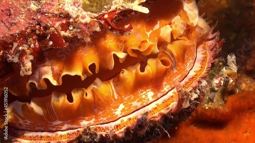 Orange Thorny Oyster (Spondylus varius) super close up shot photo