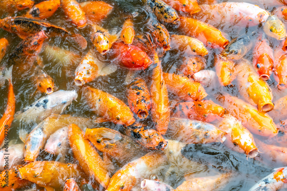A group of koi in the pool A group of koi in the pool
