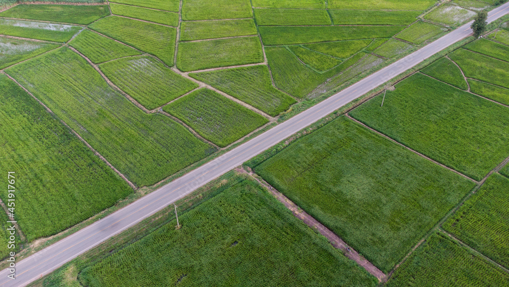 Aerial view of a rice fields in Thailand. green rice fields nature agricultural farm background, top view rice field with pathway agricultural parcels of different crops in green , Birds eye view
