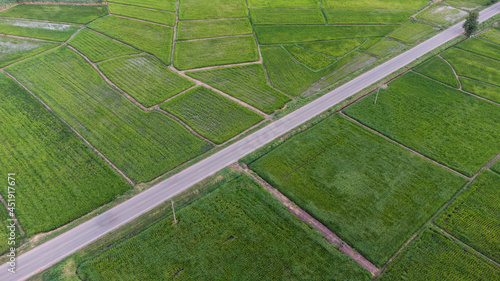 Aerial view of a rice fields in Thailand. green rice fields nature agricultural farm background  top view rice field with pathway agricultural parcels of different crops in green   Birds eye view