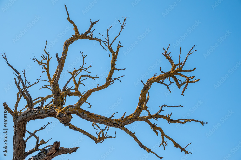 Autumn or winter tree branches without leaves against a clear blue sky. Autumn or winter tree branches without leaves against a clear blue sky.