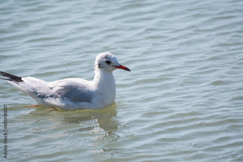 Seagull, The European herring gull, swims in the sea