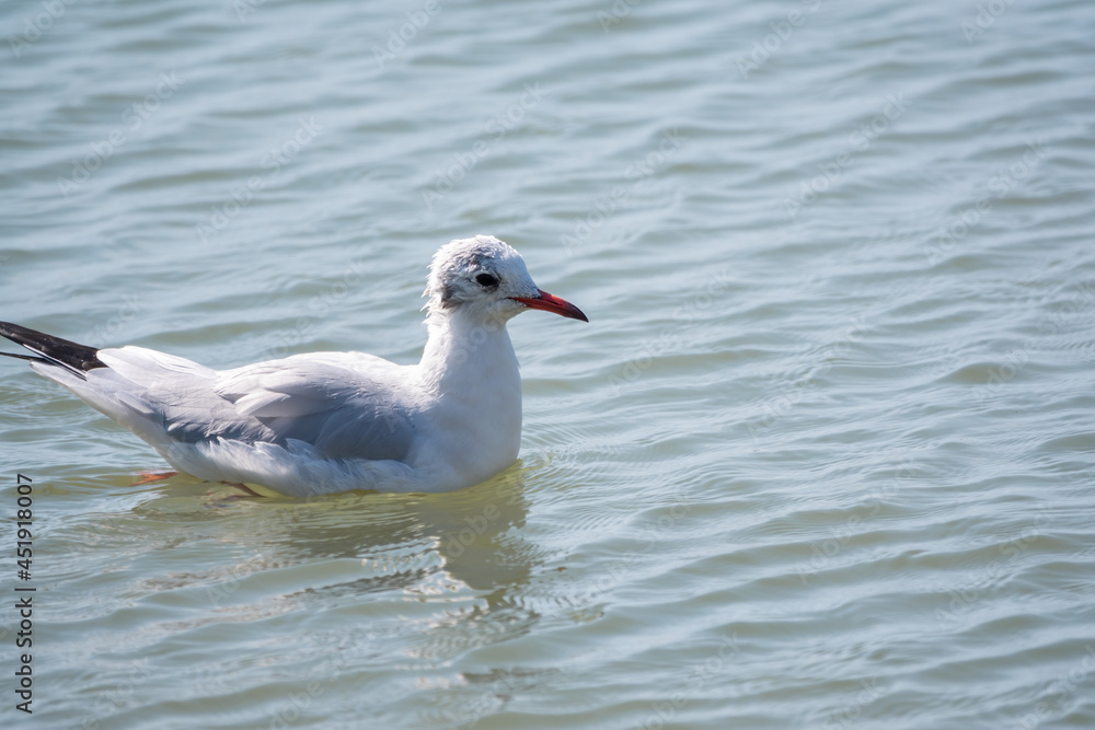 Seagull, The European herring gull, swims in the sea Seagull, The European herring gull, swims in the sea