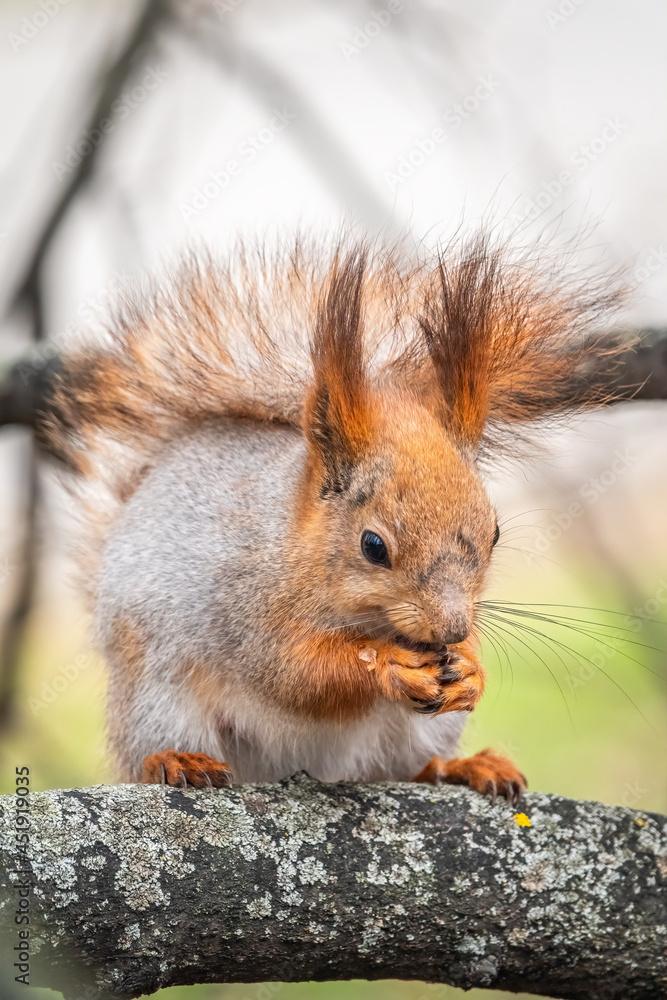 Fototapeta premium The squirrel with nut sits on a branches in the spring or summer.