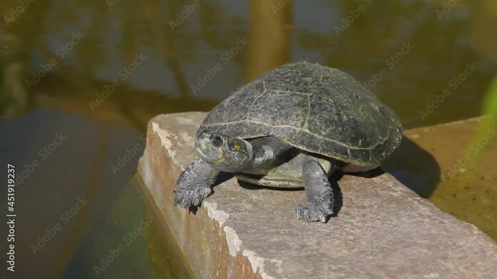 turtle outdoors in Rio de Janeiro, Brazil. turtle outdoors in Rio de Janeiro, Brazil.