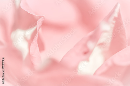 Botanical concept, wedding invitation card - Soft focus, abstract floral background, pink rose flower petals. Macro flowers backdrop for holiday design
