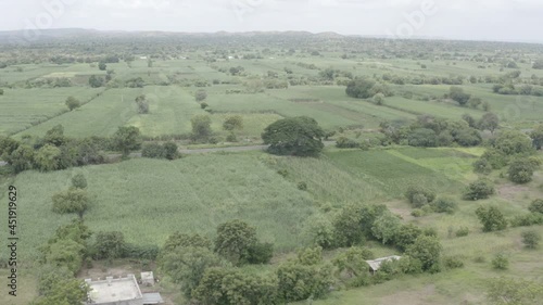 Sugarcane fields in Maharashtra India photo