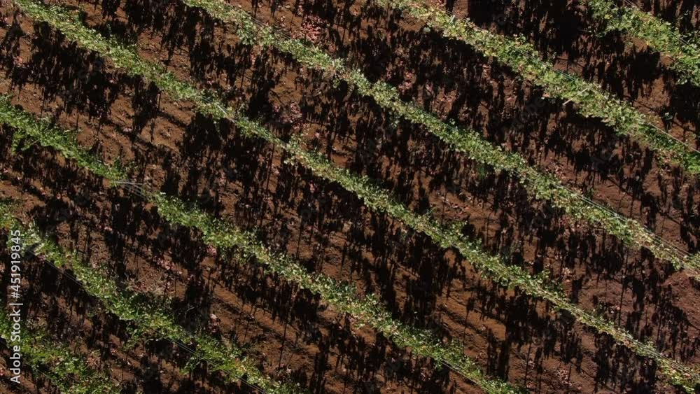 aerial cenital shot of vineyards located on the island of Gran Canaria. aerial cenital shot of vineyards located on the island of Gran Canaria.