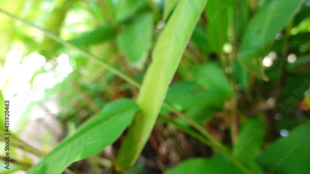 closeup 250 fps slow motion zoom out green galangal leaves closeup 250 fps slow motion zoom out green galangal leaves