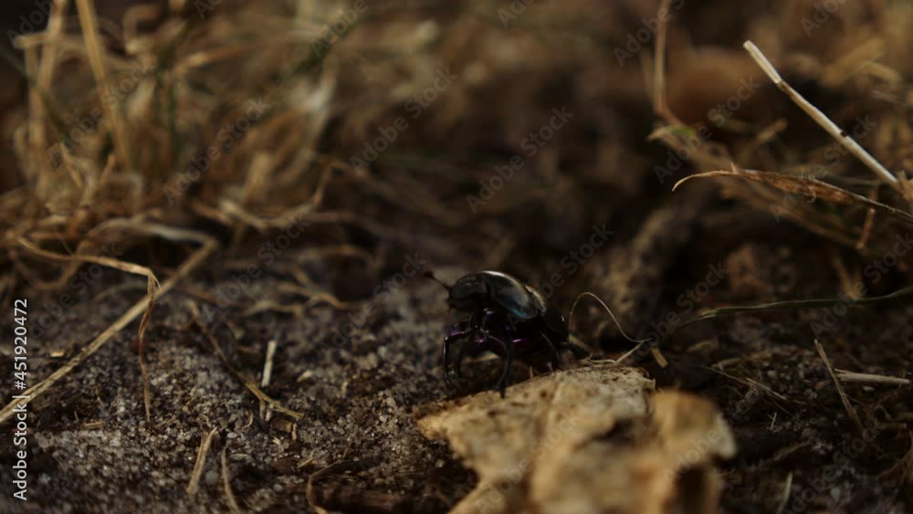 Black Beetle Walking On The Ground Surrounded By Grass And Twigs - close up Black Beetle Walking On The Ground Surrounded By Grass And Twigs - close up