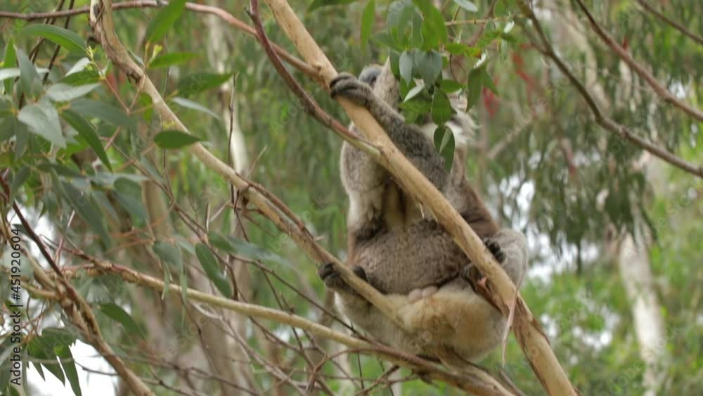 Male koala in gum tree eating leaves Male koala in gum tree eating leaves