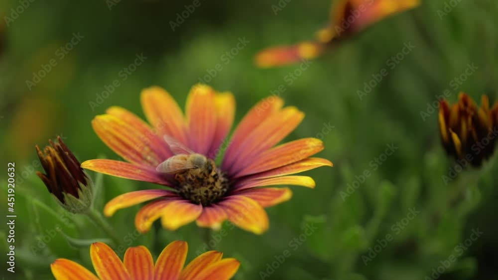 Honey bee collecting pollen from orange flower and then flying away macro Honey bee collecting pollen from orange flower and then flying away macro