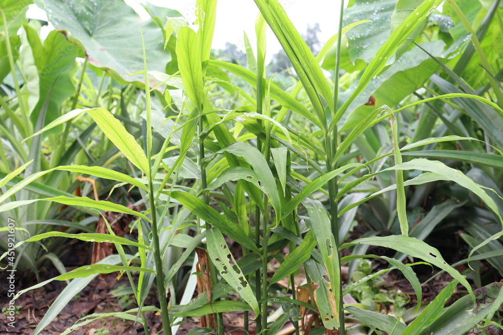 Obraz premium green colored ginger tree on farm