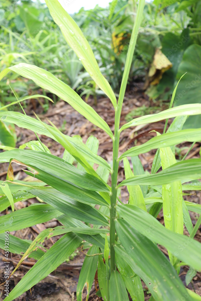 Obraz premium green colored ginger tree on farm
