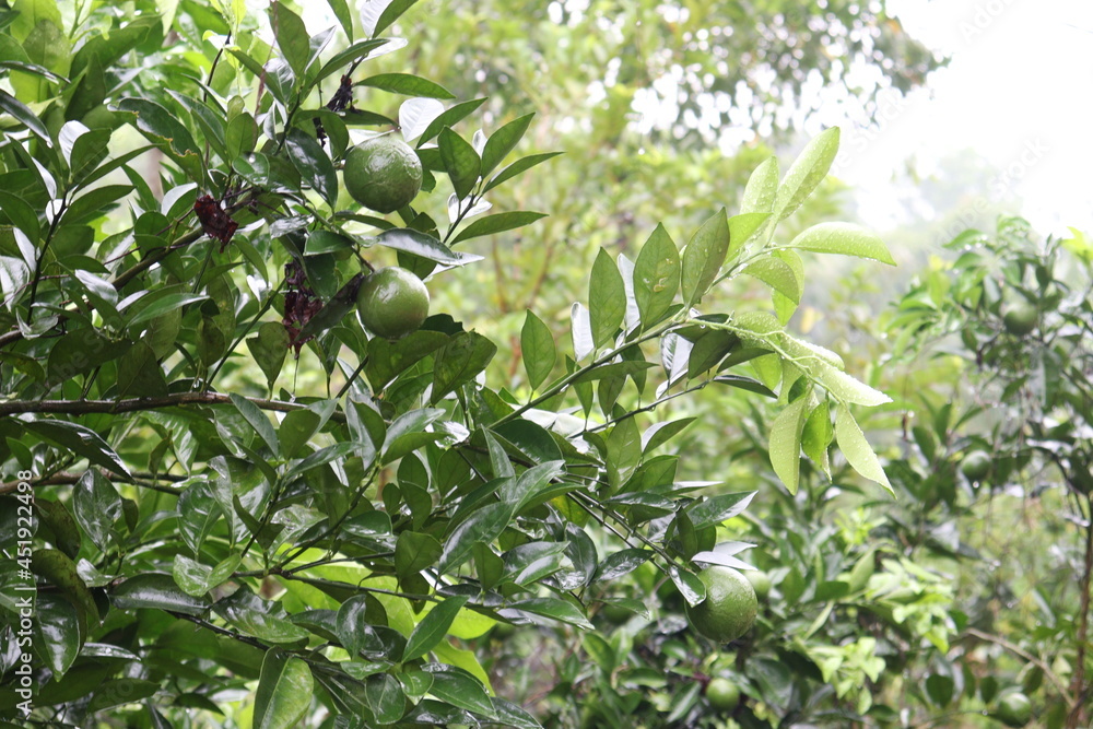 green colored citruses tree on farm green colored citruses tree on farm