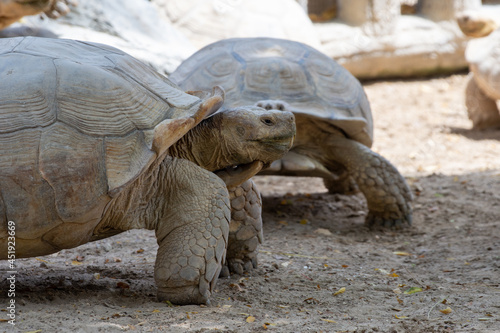 A giant tortoise (Chelonoidis nigra) side view in front of others with large shell. © KingmaPhotos