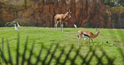 Gazelles grazing in Valencia Biopark Spain 4k 24fps photo