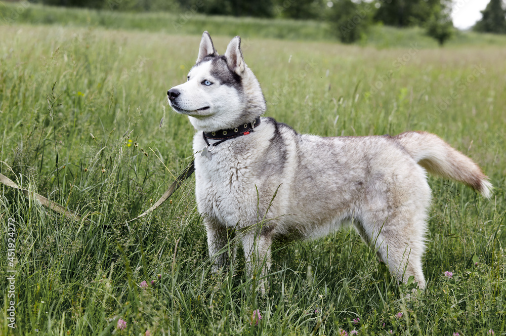 Portrait of siberian husky with blue eyes at forest. Husky dog on nature walk