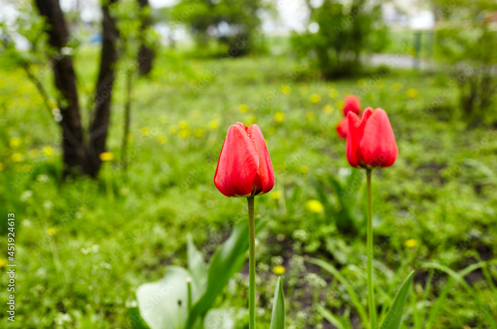 Beautiful tulip flowers blooming in a garden. Beauty tulip plant in the spring garden in rays of sunlight in nature. Blur background with bokeh image, selective focus