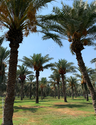 Plantation of Dates Palm trees