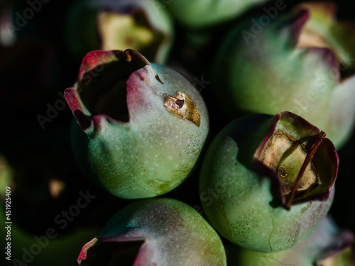 фотографія Blueberries on the cusp of ripeness,
