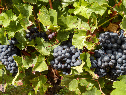 Blaue Trauben an Weinrebe