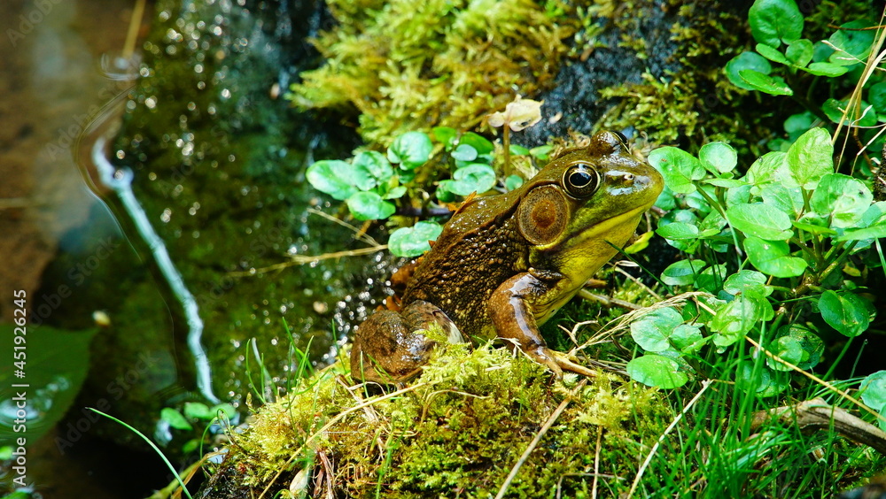 Obraz premium frog