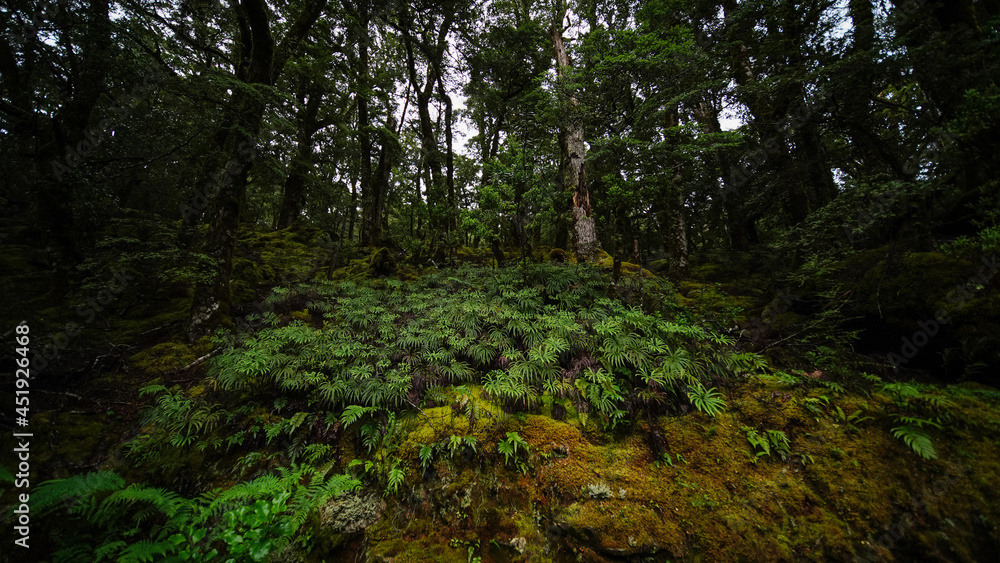 forest garden wild nature trees plants moss jungle forest garden wild nature trees plants moss jungle