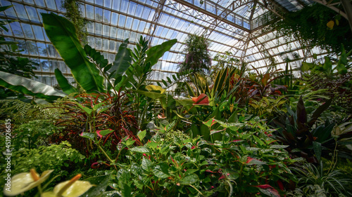 forest garden wild nature trees plants moss jungle