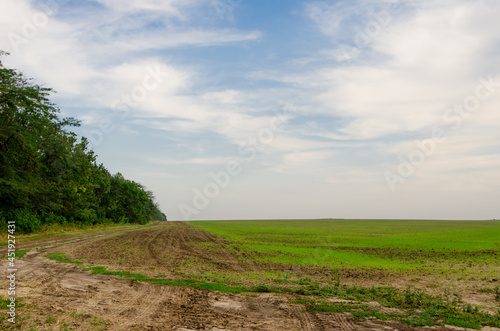 Country road with trees  fog and curve Farm view of green grass mountains and sky