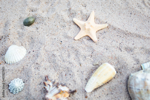 Seashells and starfish on the sea sand on the beach. Vacation backdrop.