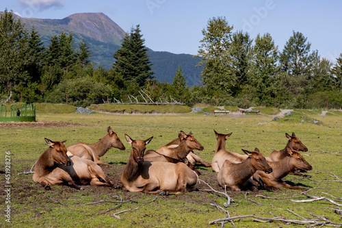 deer resting in farm