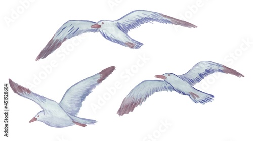 Three vector flying seagulls stylized as watercolor. Set of drawn sea birds isolated on white background