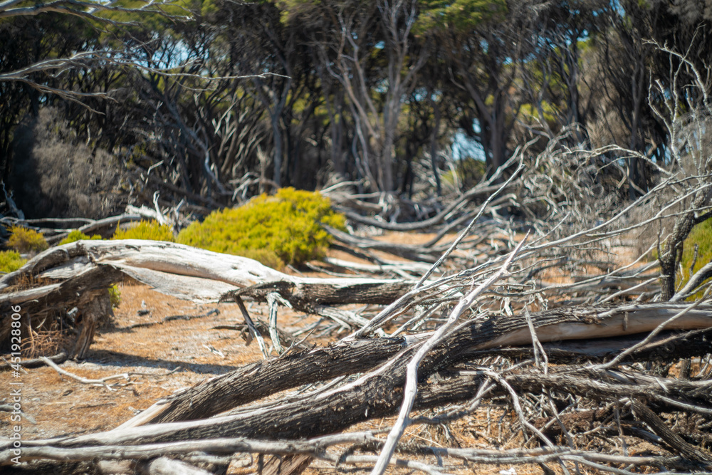 クオッカで有名なオーストラリア・パースのロットネスト島を観光している風景 A view of sightseeing on Rottnest Island in Perth, Australia, famous for its quokka. クオッカで有名なオーストラリア・パースのロットネスト島を観光している風景 A view of sightseeing on Rottnest Island in Perth, Australia, famous for its quokka.