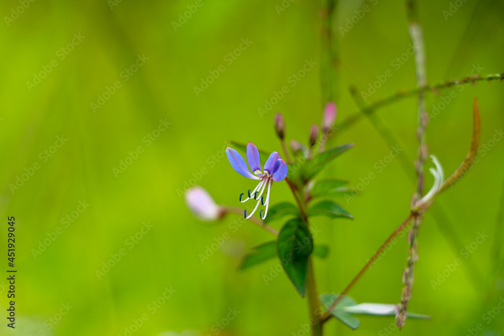 Purple color flower of Cleome rutidosperma, known as fringed spider flower or purple cleome Purple color flower of Cleome rutidosperma, known as fringed spider flower or purple cleome