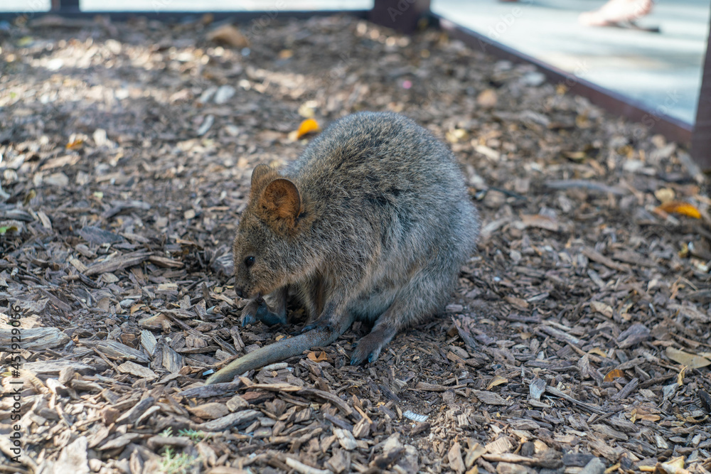 クオッカで有名なオーストラリア・パースのロットネスト島を観光している風景 A view of sightseeing on Rottnest Island in Perth, Australia, famous for its quokka. クオッカで有名なオーストラリア・パースのロットネスト島を観光している風景 A view of sightseeing on Rottnest Island in Perth, Australia, famous for its quokka.