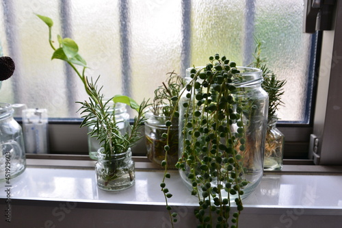 窓辺の多肉植物
