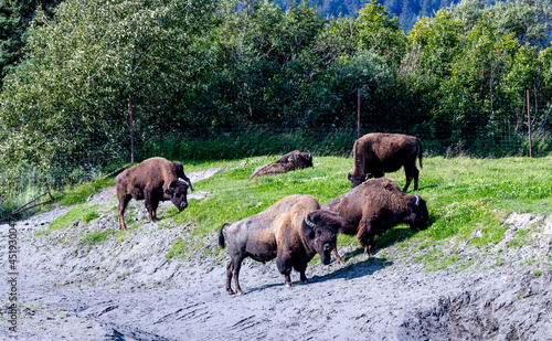 wood bison grazing