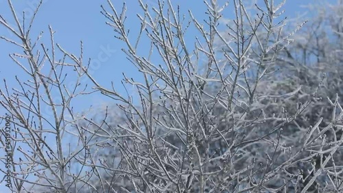 A smooth steady view of tree branches completely encased and frozen in ice from a winter storm photo