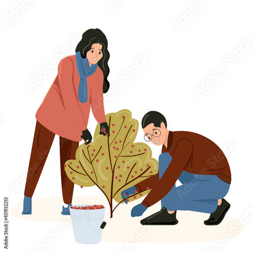 Young people man and woman pick berries from the bush. Harvesting in the fall. Isolated flat vector illustration.