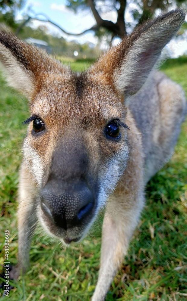 Fototapeta premium kangaroo and baby