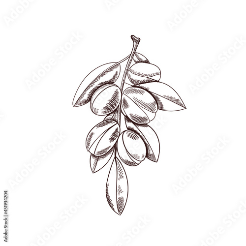 Vector Argan Outline Sketches Isolated on White Background, Plant, Argan Nuts with Leaves.