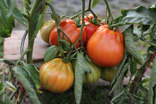 Wallpaper Mural Tomatensorte Albenga Torontodigital.ca