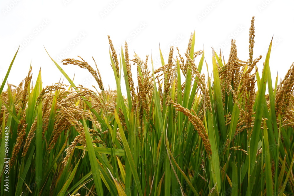 Fototapeta premium The autumn rice fields