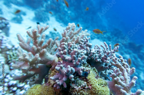 Colorful coral reef at the bottom of tropical sea, finger coral and fishes anthias, underwater landscape