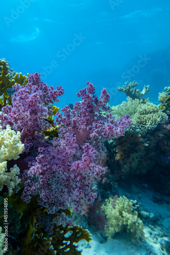 Colorful coral reef at the bottom of tropical sea, beautiful violet soft coral Dendronephthya on a background of blue water, underwater landscape