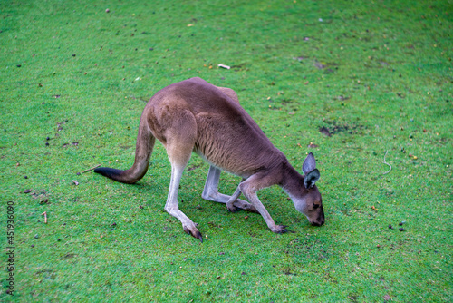 オーストラリア・パースの観光名所を旅行している風景 Scenes from a trip to a tourist attraction in Perth, Australia. © Hello UG