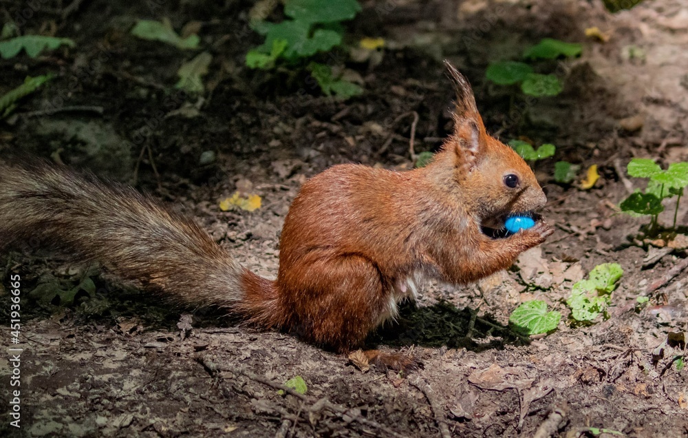 Fototapeta premium Squirrel on a forest path